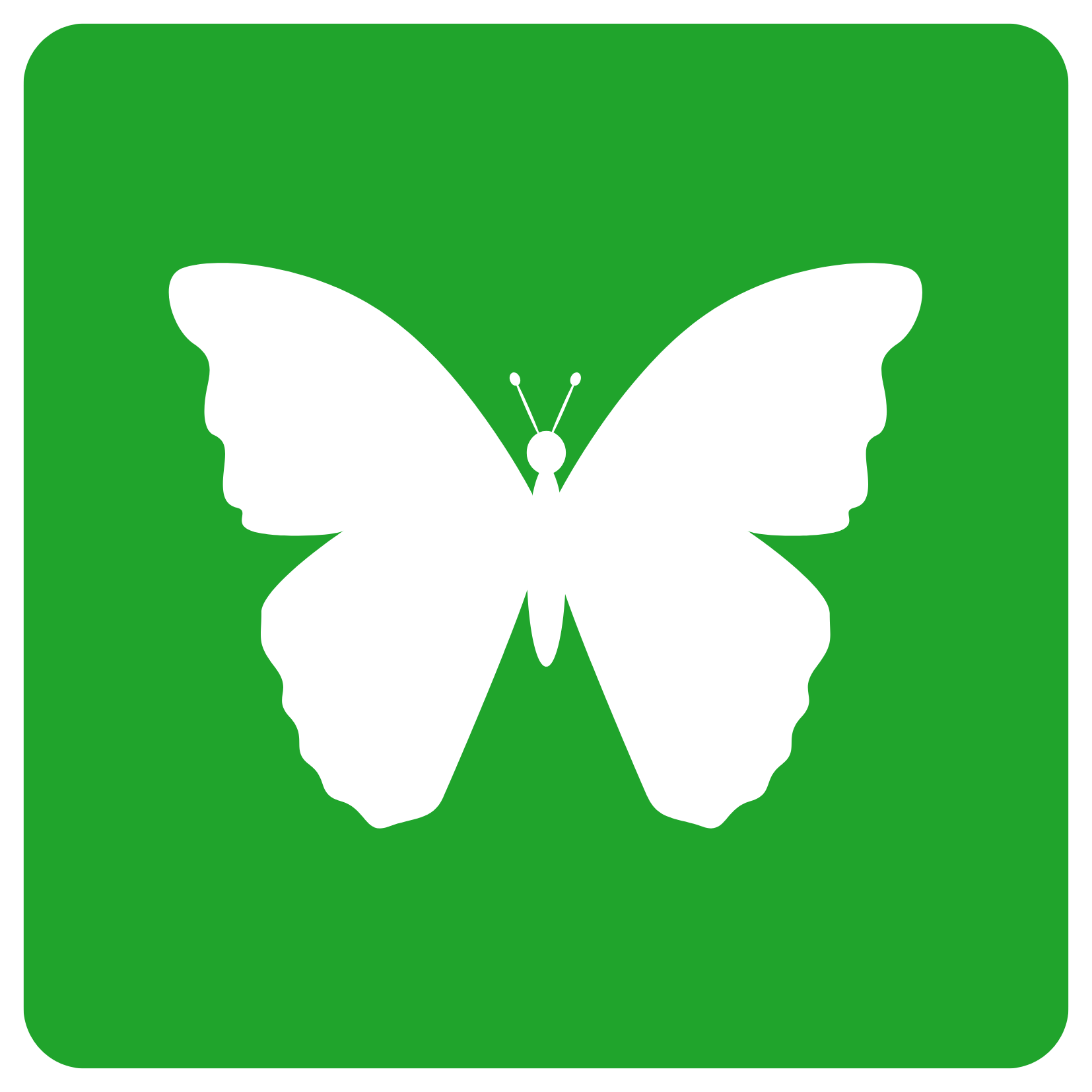 Insecta